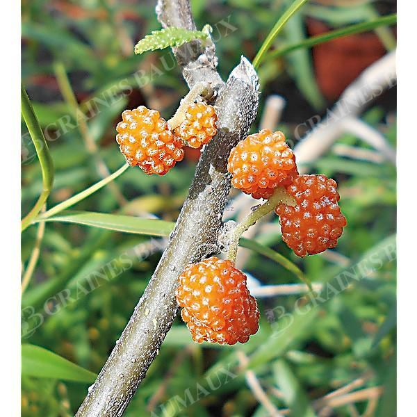 FRAISE de SAULE ou DEBREGEASIS edulis ELITE