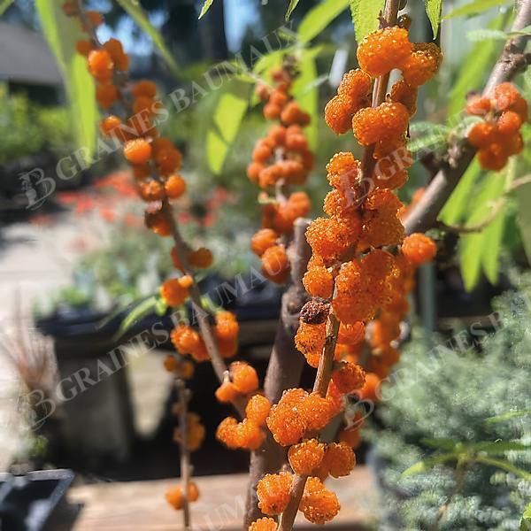 FRAISE de SAULE ou DEBREGEASIS edulis ELITE
