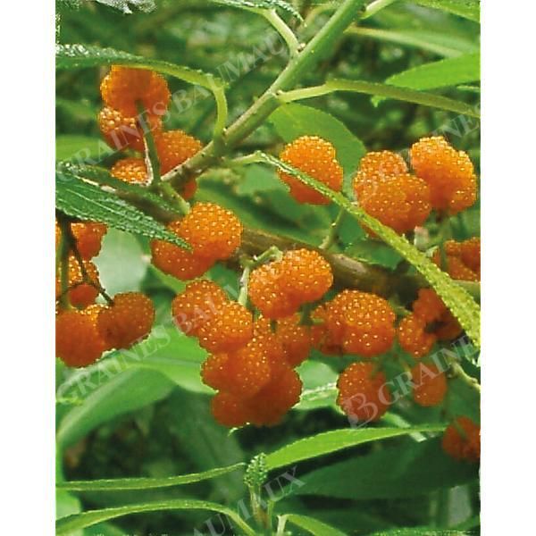 FRAISE de SAULE ou DEBREGEASIS edulis ELITE