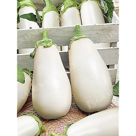 AUBERGINE greffée F1 CLARA