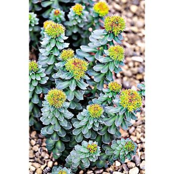 RHODIOLA ROSEA 2