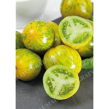 TOMATE GREEN ZEBRA