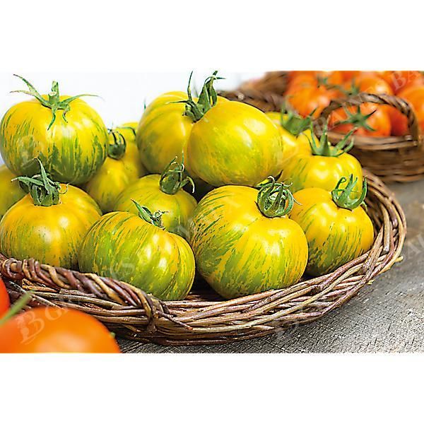 TOMATE GREEN ZEBRA