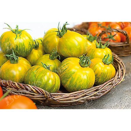 TOMATE GREEN ZEBRA