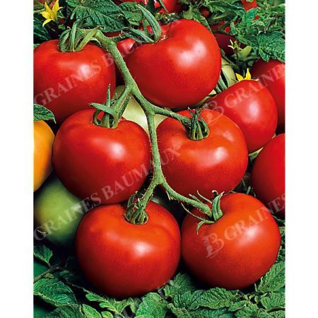 TOMATE F1 MONTFAVET 63/5