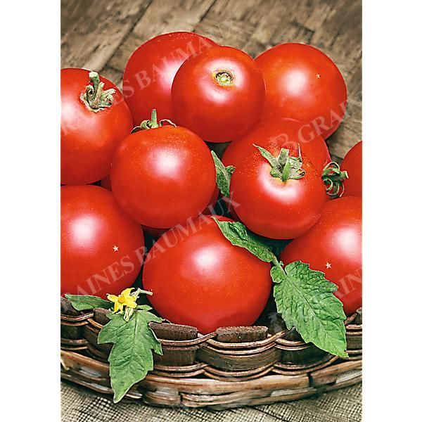 TOMATE F1 MONTFAVET 63/5