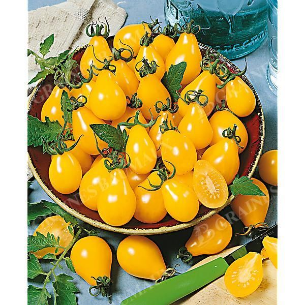 TOMATE YELLOW SUBMARINE