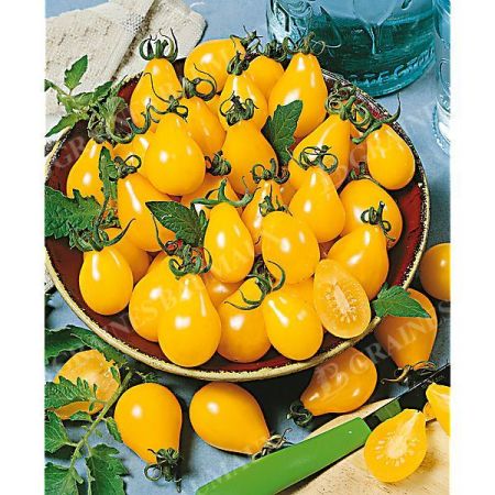 TOMATE YELLOW SUBMARINE