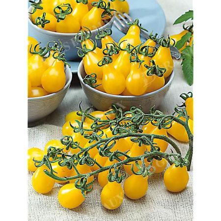 TOMATE YELLOW SUBMARINE