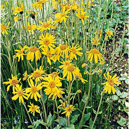 ARNICA montana ARBO