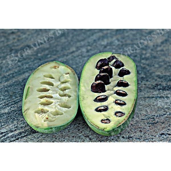 ASIMINA TRILOBA