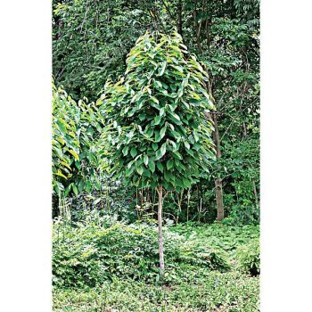 ASIMINA TRILOBA 2