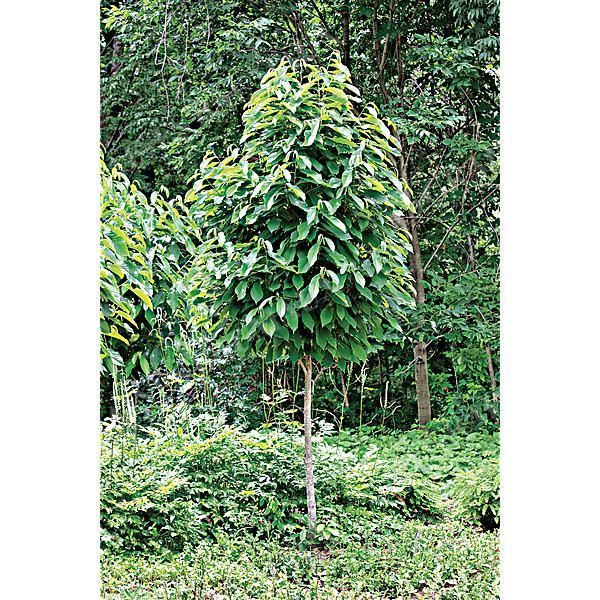 ASIMINA TRILOBA