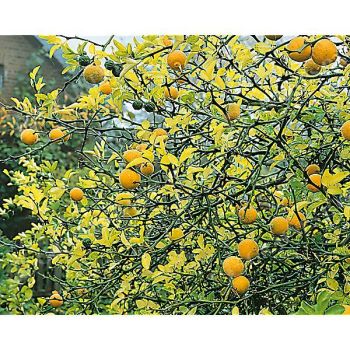 CITRUS sp. BITTERORANGE SWITRUS™ 2