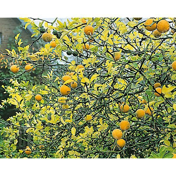CITRUS sp. BITTERORANGE SWITRUS™