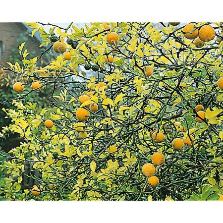 CITRUS sp. BITTERORANGE SWITRUS™