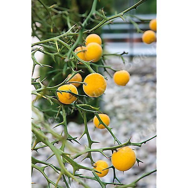 CITRUS sp. BITTERORANGE SWITRUS™