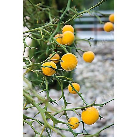 CITRUS sp. BITTERORANGE SWITRUS™