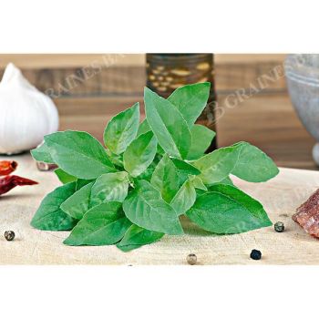 BASILIC americanum LEMONETTE