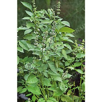 BASILIC americanum LEMONETTE 2