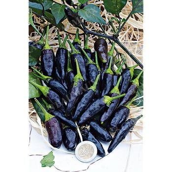 PIMENT DA NEYDE (c. annum x chinense)