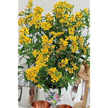 ESTRAGON du MEXIQUE (tagetes lucida anisata)