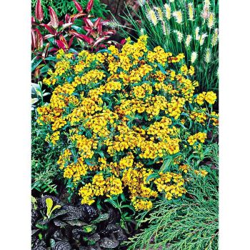 ESTRAGON du MEXIQUE (tagetes lucida anisata) 2