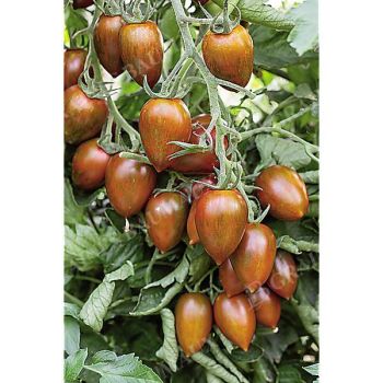 TOMATE F1 SHIMMER