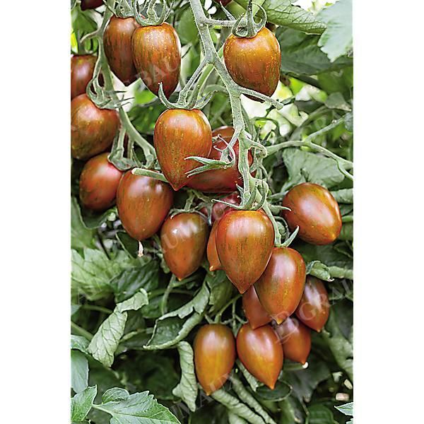 TOMATE F1 SHIMMER