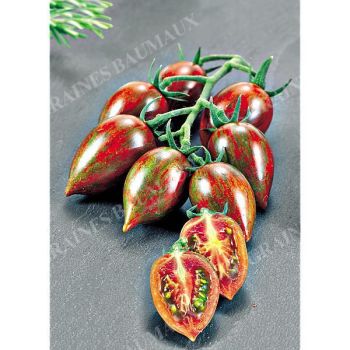 TOMATE F1 SHIMMER 2