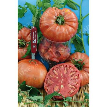 TOMATE BELLE PORTUGAISE