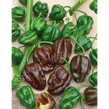 PIMENT HABANERO CHOCOLATE (c. chinense)