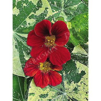 CAPUCINE naine QUEEN DARK RED
