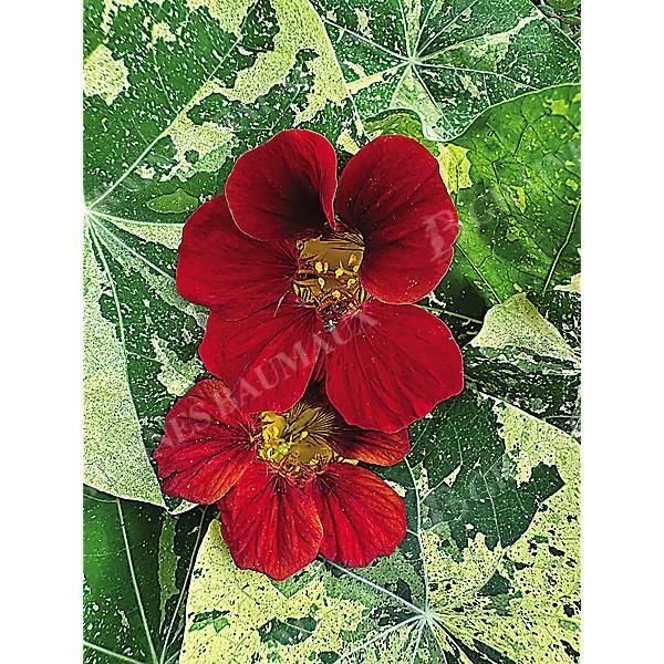 CAPUCINE naine QUEEN DARK RED