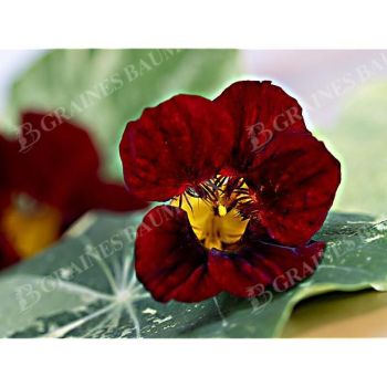 CAPUCINE naine QUEEN DARK RED 2