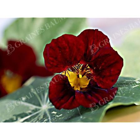 CAPUCINE naine QUEEN DARK RED