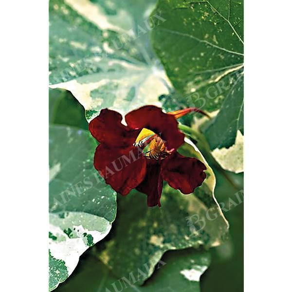 CAPUCINE naine QUEEN DARK RED