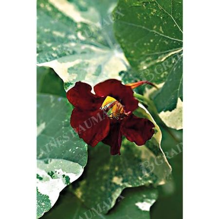 CAPUCINE naine QUEEN DARK RED