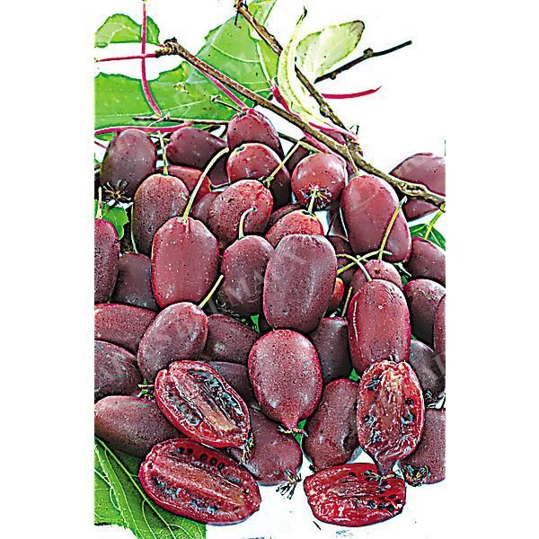 COUPLE KIWAÏ RED JUMBO (actinidia arguta)