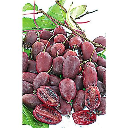 COUPLE KIWAÏ RED JUMBO (actinidia arguta)