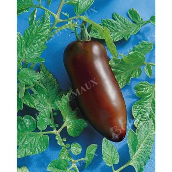 TOMATE CORNUE des ANDES NOIRE