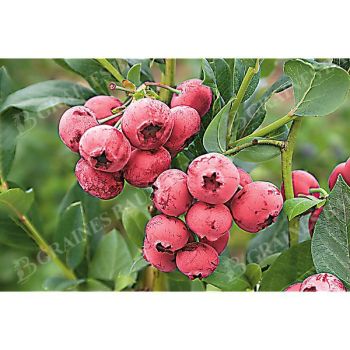 MYRTILLIER x ashei PINK LEMONADE