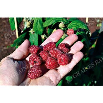 FRAMBOISIER SCHLARAFFIA® PLENTIFUL® 2