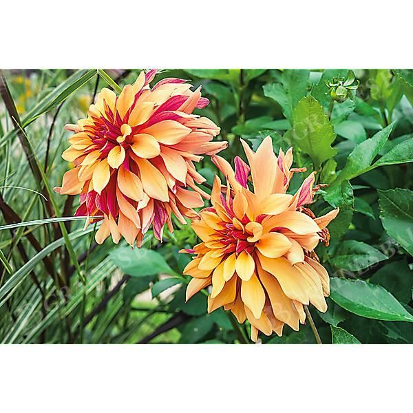 DAHLIA FRENCH CANCAN