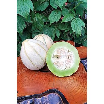 MELON HARU MADHU