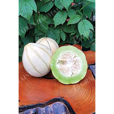 MELON HARU MADHU