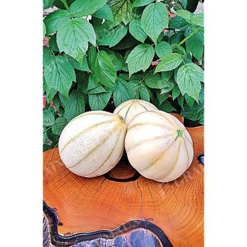 MELON HARU MADHU 2