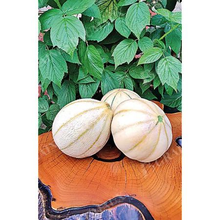 MELON HARU MADHU