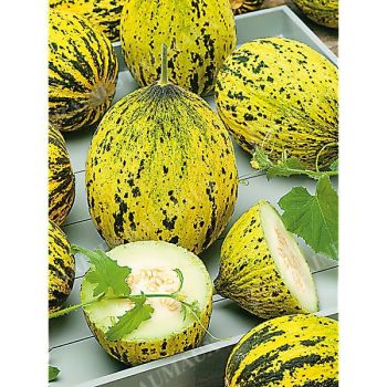 MELON KONFETKA