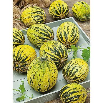 MELON KONFETKA 2